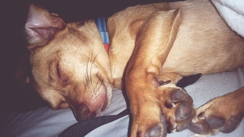 Close-up of puppy sleeping on bed at home