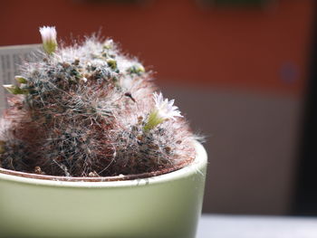 Close-up of potted cactus plant