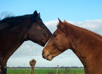 Beauty of horses 