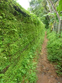 Footpath amidst plants in forest