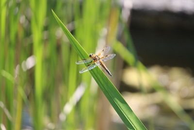 Close-up of insect on grass