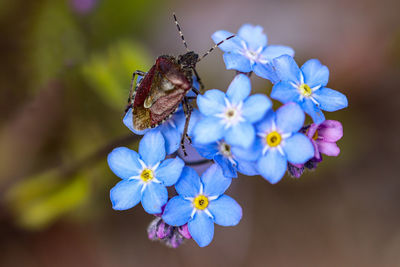 Close-up of butterfly pollinating on purple flower