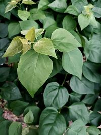 Close-up of green leaves