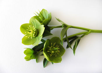 Close-up of plant against white background