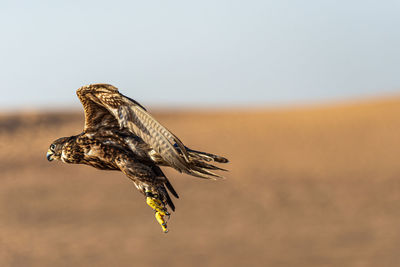 Bird flying in the sky