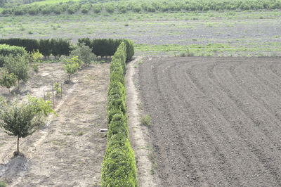 Road passing through agricultural field