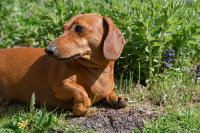 View of a dog looking away