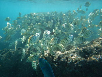 View of fish swimming underwater