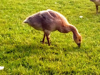 High angle view of duck on field