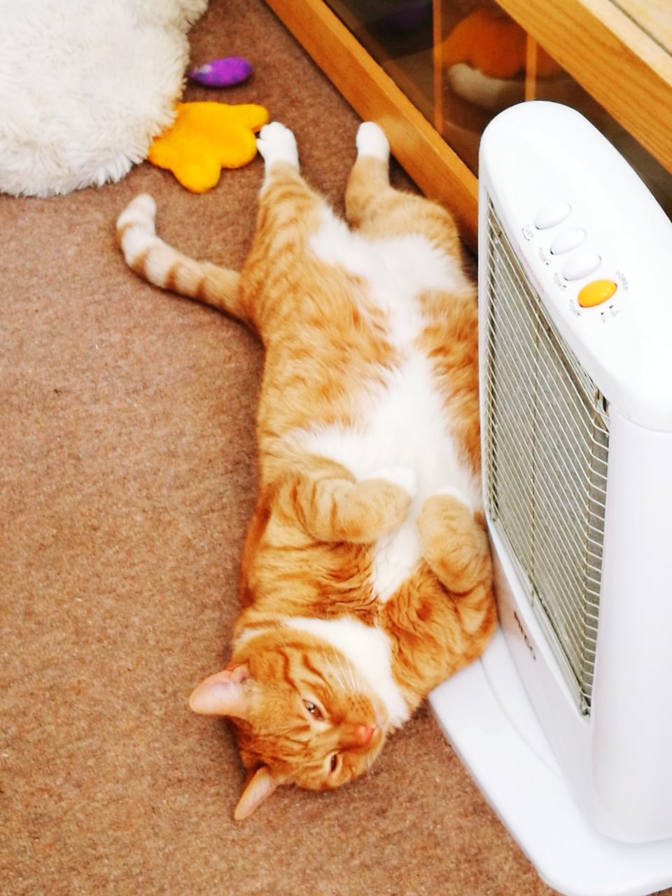 HIGH ANGLE VIEW OF CAT SLEEPING IN HOME