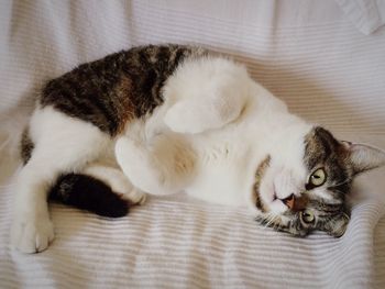 Close-up of cat sleeping