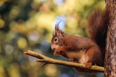 Close-up of squirrel