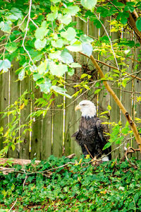 Bird perching on tree