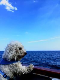 Bichon frise in nautical vessel at sea against sky