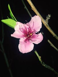 Close-up of pink flower against black background