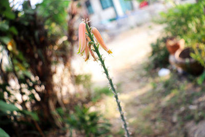 Close-up of red flowering plant on field