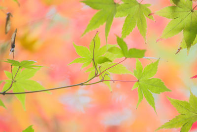 Close-up of maple leaves