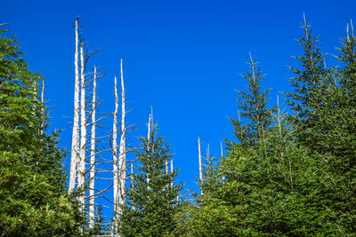 Low angle view of trees against clear blue sky