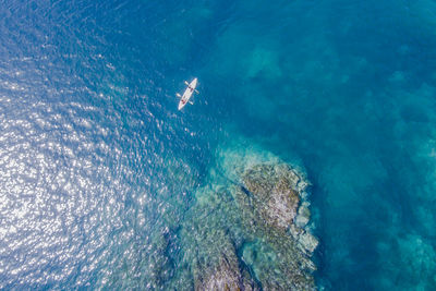 High angle view of jellyfish swimming in sea