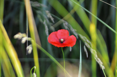 Close-up of red flower