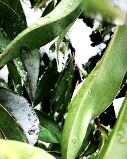 Close-up of plants