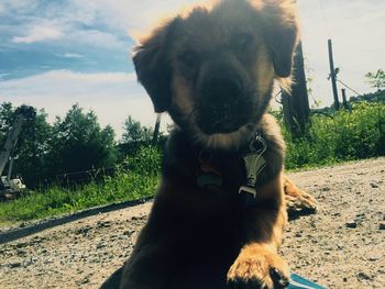 Dog standing on field