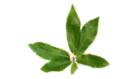 Close-up of fresh green plant against white background