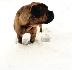 Dog against white wall