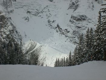 Snow covered trees on mountain