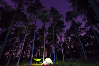 Tent and hammock by tall trees in forest during night