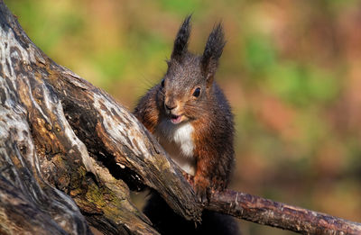 Close-up of squirrel on tree branch