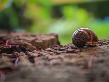 Close-up of snail on rock