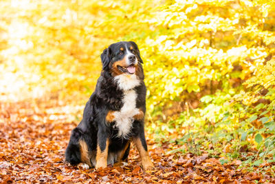 Black dog looking away