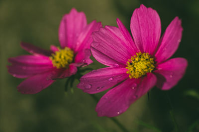 Close-up of pink flower blooming outdoors
