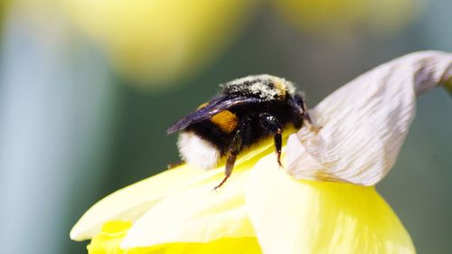 Close-up of honey bee pollinating on flower