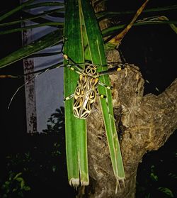 Close-up of insect on plant