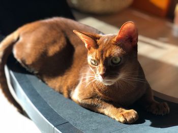 Close-up portrait of cat relaxing