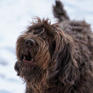 Close-up of a dog looking away