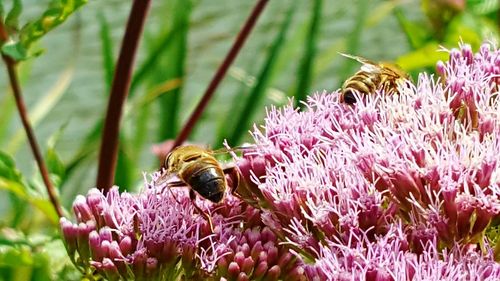 Close-up of bee pollinating on pink flower
