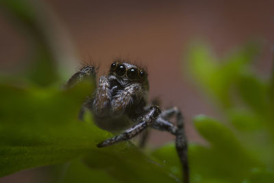 Close-up of spider on plant