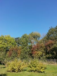 Low angle view of plants against clear blue sky