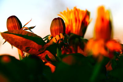 Close-up of orange flowering plant