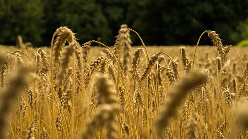 Close-up of wheat field