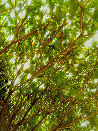 Low angle view of tree leaves