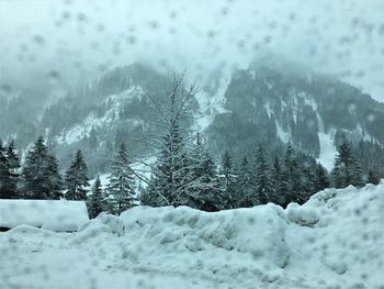 Snow covered land and trees in forest