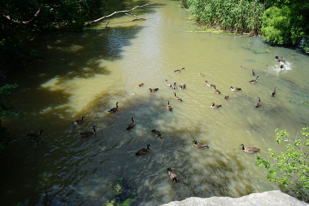 Lots of gooses