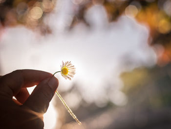 Close-up of human hand holding flower outdoors