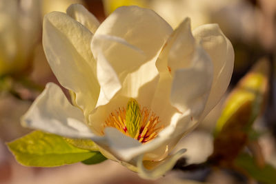 Close-up of white flowering plant