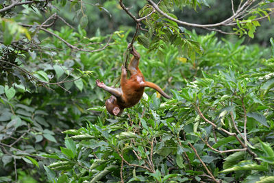 Playing macaque monkey in the jungle. nepal