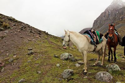 Horses in a horse